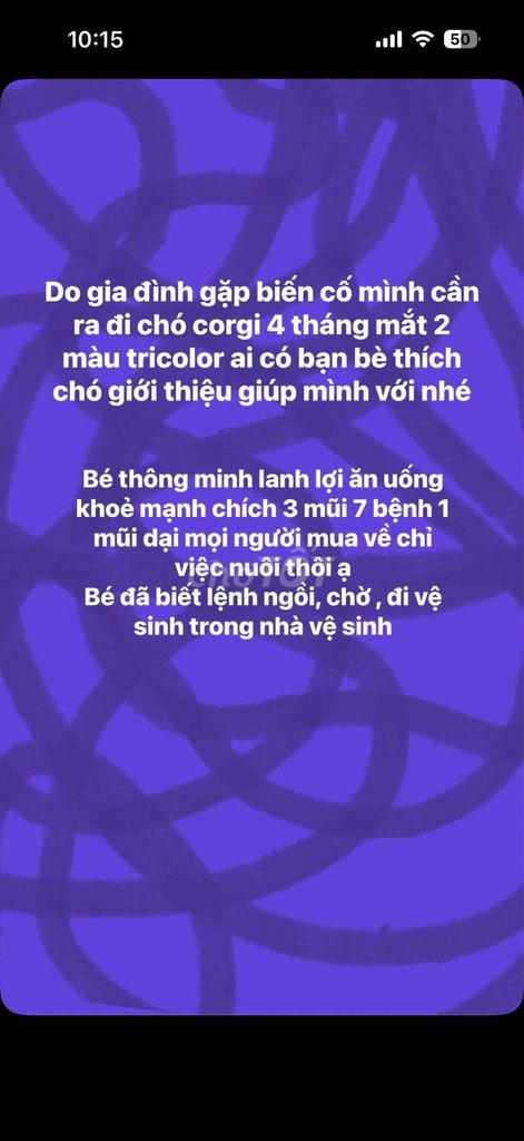 Chó Corgi đực 4 tháng. Mua bán Chó tại Thành phố Vũng Tàu Bà Rịa - Vũng Tàu được đăng bởi Khang Nguyễn  hình 1