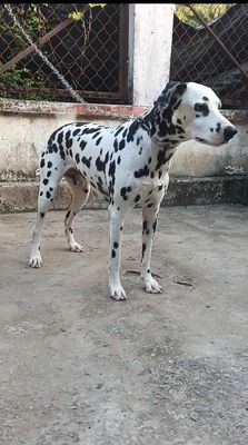 Chó Đốm Đực làm giống cực chuẩn. Mua bán Chó tại Huyện Củ Chi Tp Hồ Chí Minh được đăng bởi Nguyễn Huy