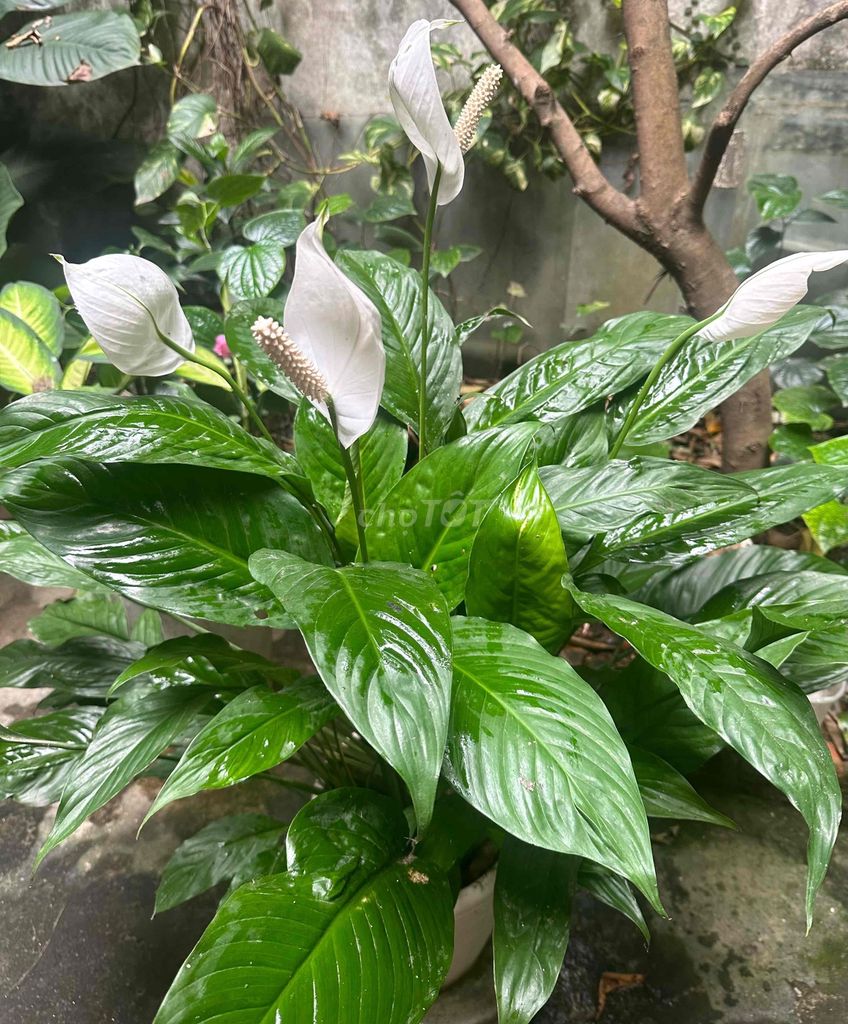 Thanh lý 2 cây lan địa siêu hoa size đại. Mua bán Cây cảnh, đồ trang trí tại Quận Ba Đình Hà Nội được đăng bởi hnam911 hình 1