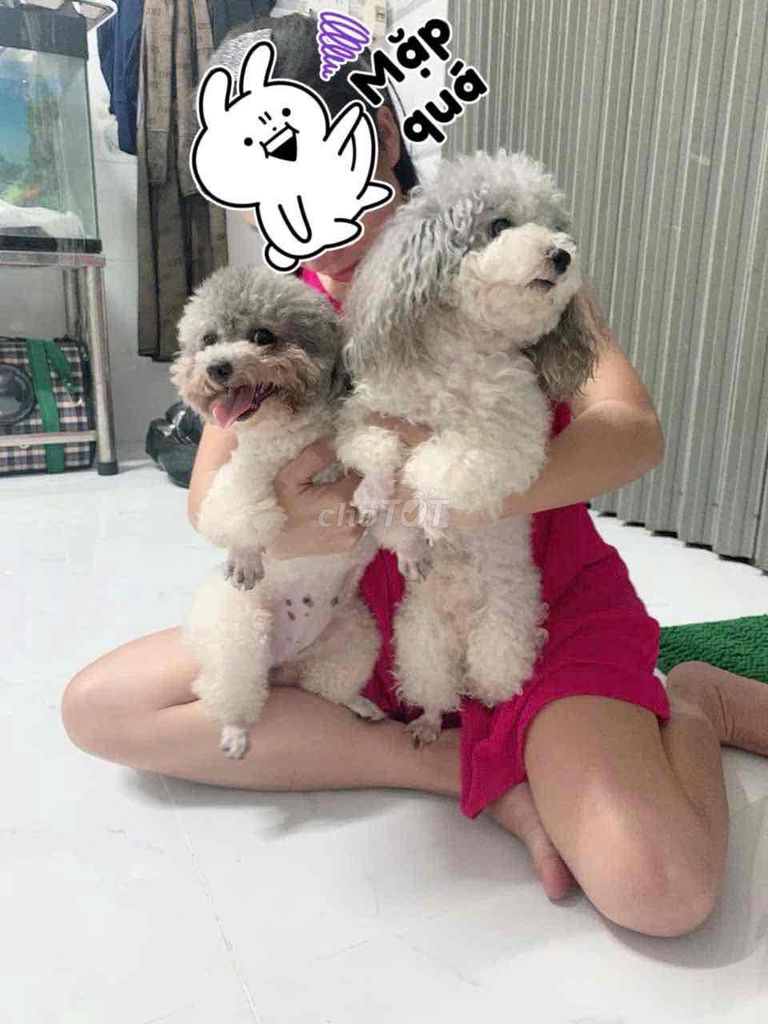 Dịch vụ phối giống Poodle Đực Xám teacup. Mua bán Phụ kiện, Thức ăn, Dịch vụ tại Quận 8 Tp Hồ Chí Minh được đăng bởi Trần Thu Trang  hình 1