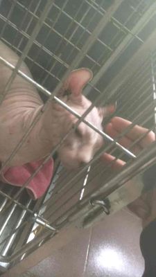 Mèo Sphynx hồng nhạt