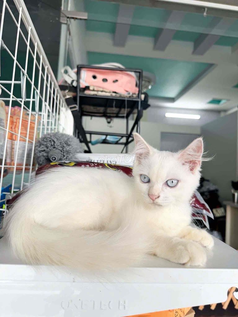 Mèo con Anh Lông Ngắn. Mua bán Mèo tại Thành phố Rạch Giá Kiên Giang được đăng bởi Hồng Lụa hình 1