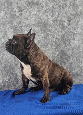 Chó Bull Pháp đực 1 tuổi
