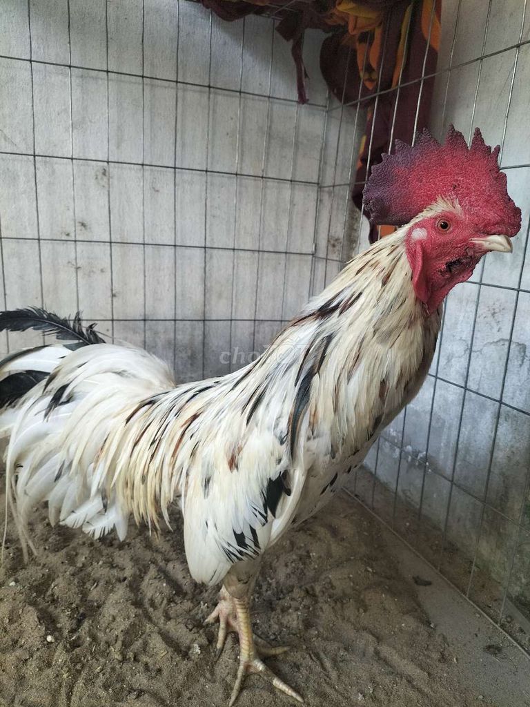 Gà chọi đực 12 tháng. Mua bán Gà tại Quận Bình Thuỷ Cần Thơ được đăng bởi Tiến hình 1