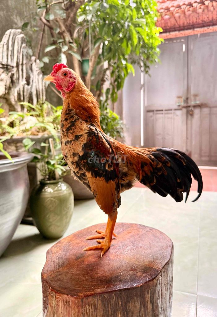 Trống bò tơ sung căng gáy cực hay giá yêu thương. Mua bán Gà tại Quận Long Biên Hà Nội được đăng bởi Nguyễn Khánh Tùng hình 1