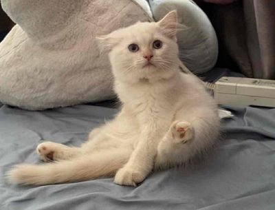 Mèo ALN trắng mắt xanh hơn 2 tháng