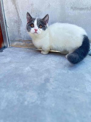 Mèo Lùn Van Đực