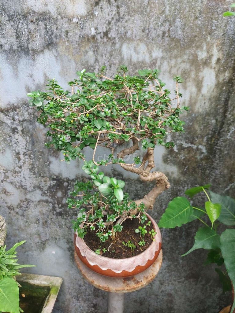 Sam hương bonsai