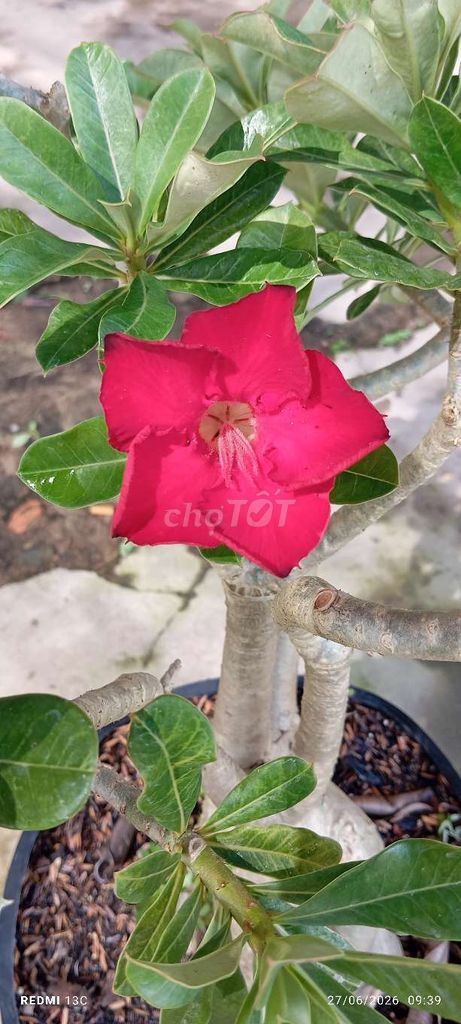 Hoa sứ đỏ nhiều thân khỏe. Mua bán Cây cảnh, đồ trang trí tại Quận Cái Răng Cần Thơ được đăng bởi Nam hình 1