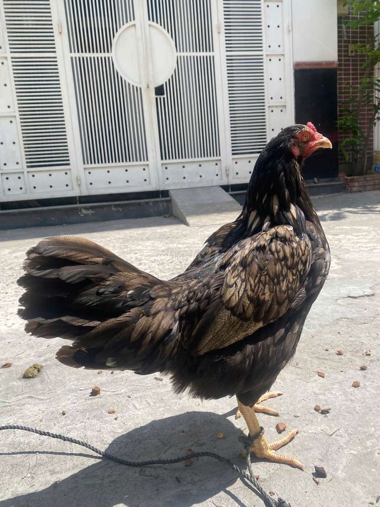 Gà khét nâu Việt mái 2.5kg. Mua bán Gà tại Quận 7 Tp Hồ Chí Minh được đăng bởi Đạt gà Việt  hình 1