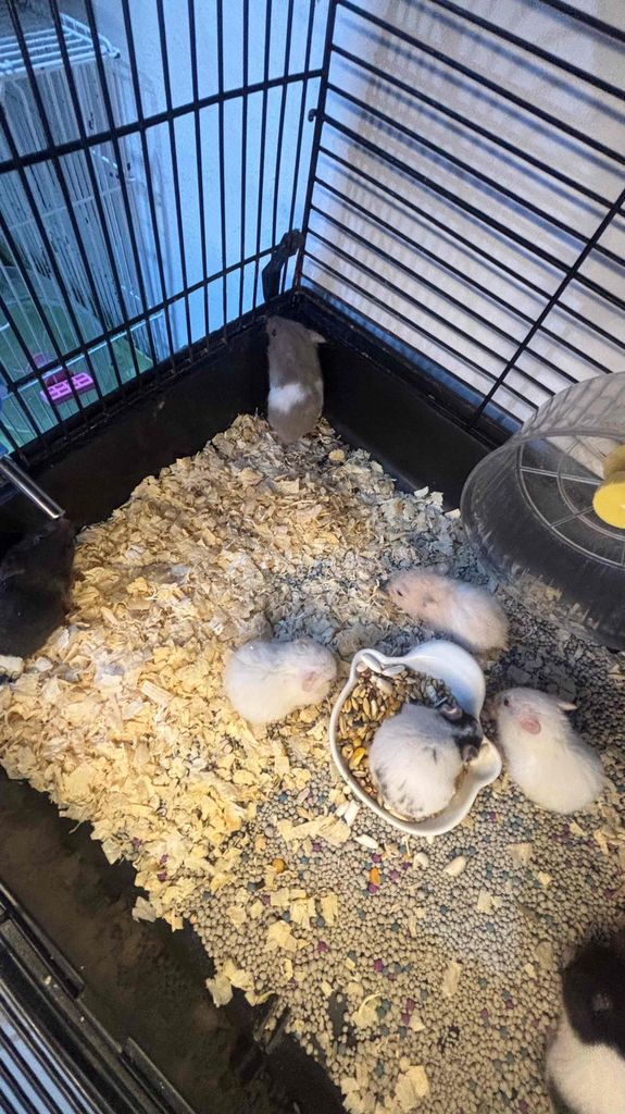 Chuột Hamster Bear béo ú nhiều màu. Mua bán Thú cưng khác tại Quận Tân Bình Tp Hồ Chí Minh được đăng bởi Thảo Nguyễnn hình 1