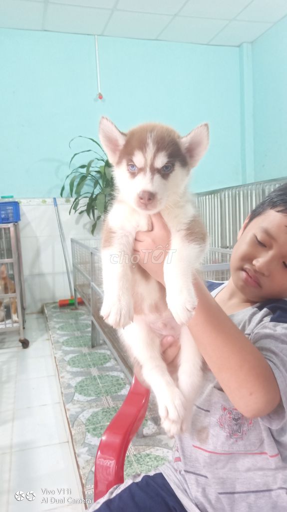 0908352840 - Trại Chó Hoàng Dũng Bán Bầy Husky 2 Tháng Tuổi