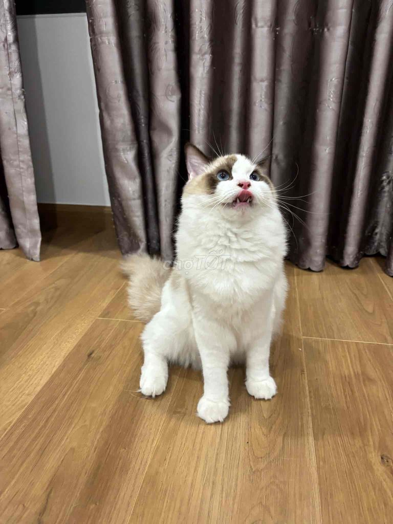 RAGDOLL đực 6 tháng tuổi cần gả gấp