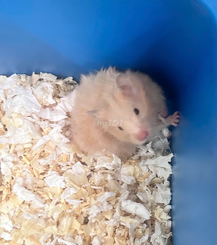 Chuột Hamster vàng nhạt. Mua bán Thú cưng khác tại Thành phố Biên Hòa Đồng Nai được đăng bởi ạnh Nguyễn hình 1