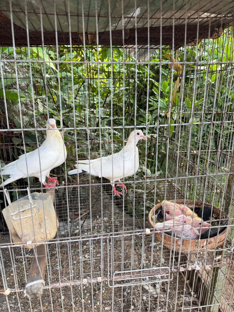 Chim bồ câu đang sinh sản. Mua bán Chim tại Huyện Cái Bè Tiền Giang được đăng bởi Nam Nguyễn hình 1