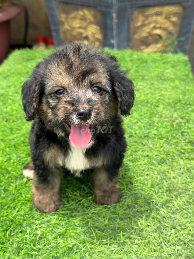 cuộc tình ngang trái pdle. Mua bán Chó tại Quận Bắc Từ Liêm Hà Nội được đăng bởi Vương duy Tú hình 1