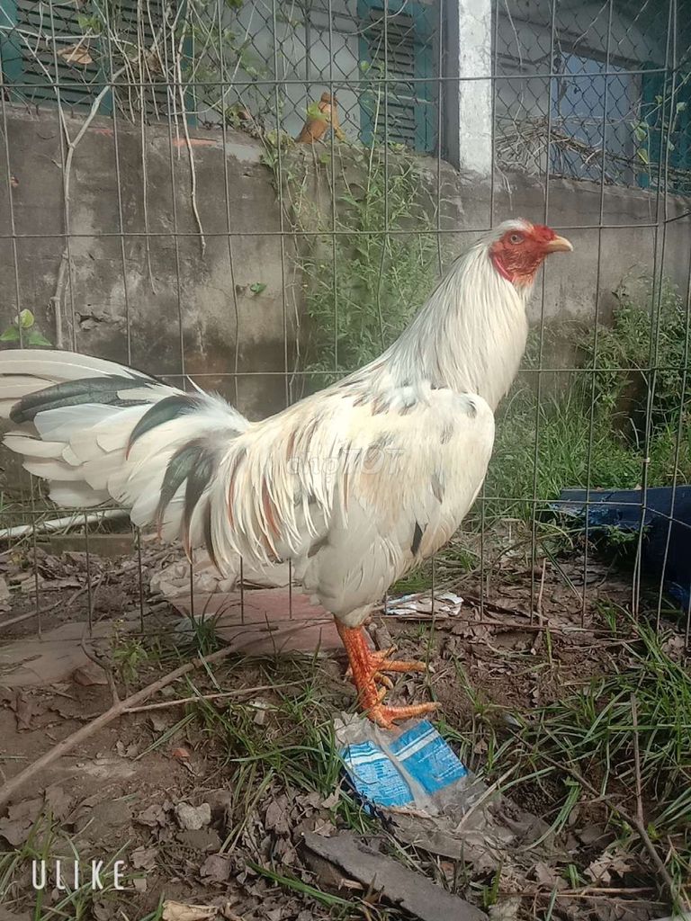 Tìm gà  mái tơ. Mua bán Gà tại Huyện Trần Đề Sóc Trăng được đăng bởi đam mê dẫn lối hình 1