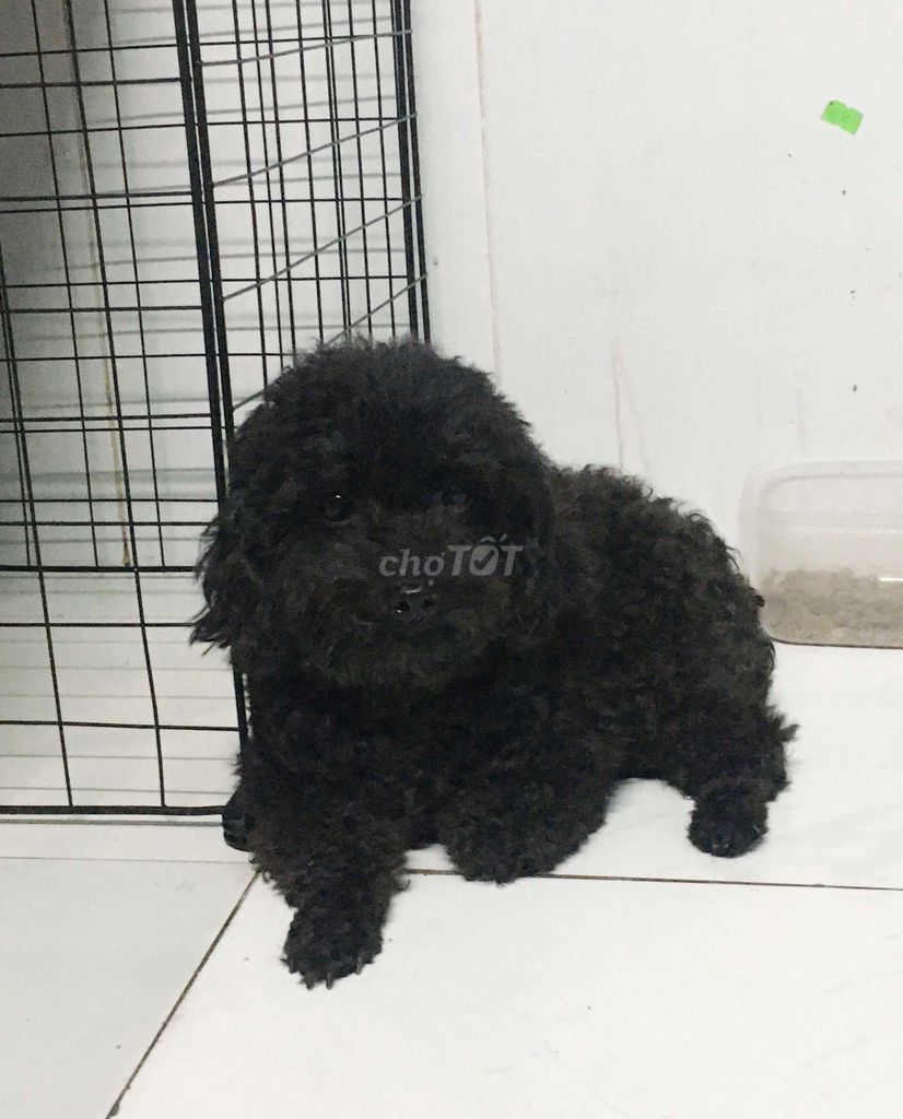 Bé gái poodle gốc còn tơ 7 tháng tuổi