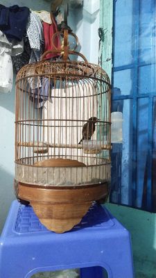 Chim cảnh. Mua bán Chim tại Huyện Nhà Bè Tp Hồ Chí Minh được đăng bởi Thông 