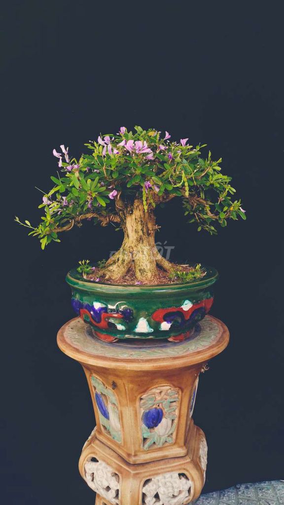 Cây cảnh Linh Sam 25-30cm hoa thơm. Mua bán Cây cảnh, đồ trang trí tại Huyện Hóc Môn Tp Hồ Chí Minh được đăng bởi Xuân Quang 55 hình 1