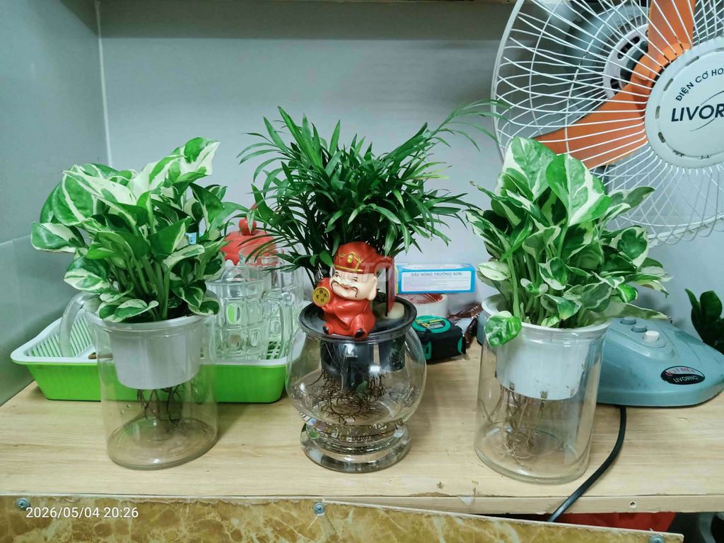 Cây cảnh Trầu bà cẩm thạch. Mua bán Cây cảnh, đồ trang trí tại Quận Gò Vấp Tp Hồ Chí Minh được đăng bởi Loc Nguyen hình 1