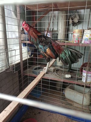 Ban ga gl chào mào. Mua bán Gà tại Thành phố Thủ Đức Tp Hồ Chí Minh được đăng bởi Trungvu Vu