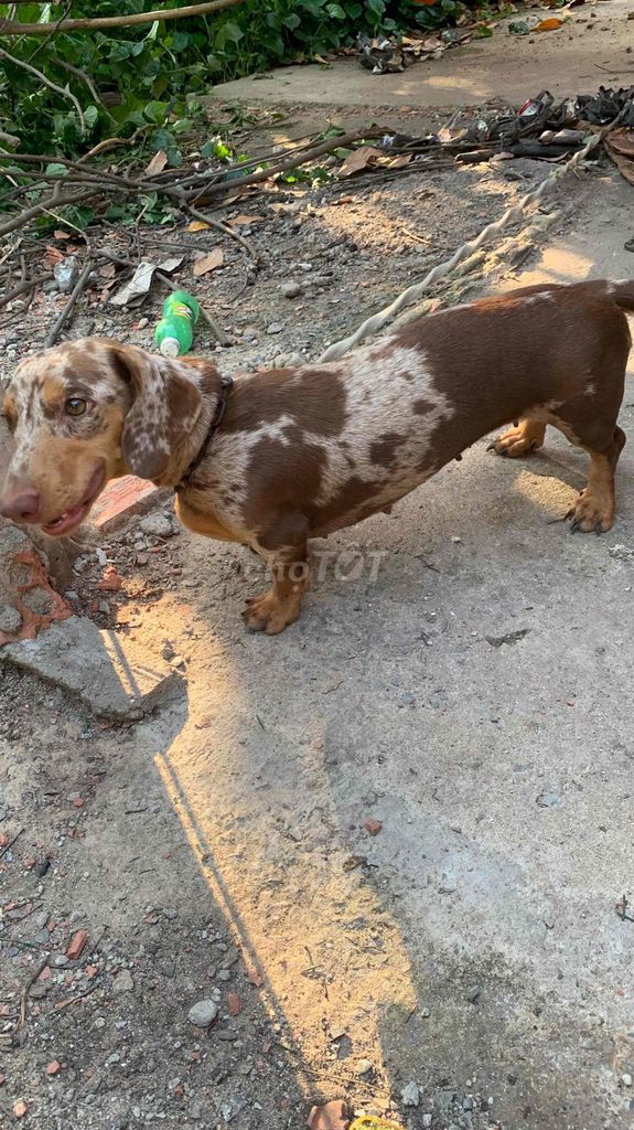 Chó Dachshund Nâu đốm trắng. Mua bán Chó tại Thị xã Bến Cát Bình Dương được đăng bởi Ga Nguyễn hình 1