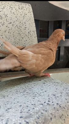 Chim bồ câu gà mái đã ss. Mua bán Chim tại Huyện Bàu Bàng Bình Dương được đăng bởi THANH LONG