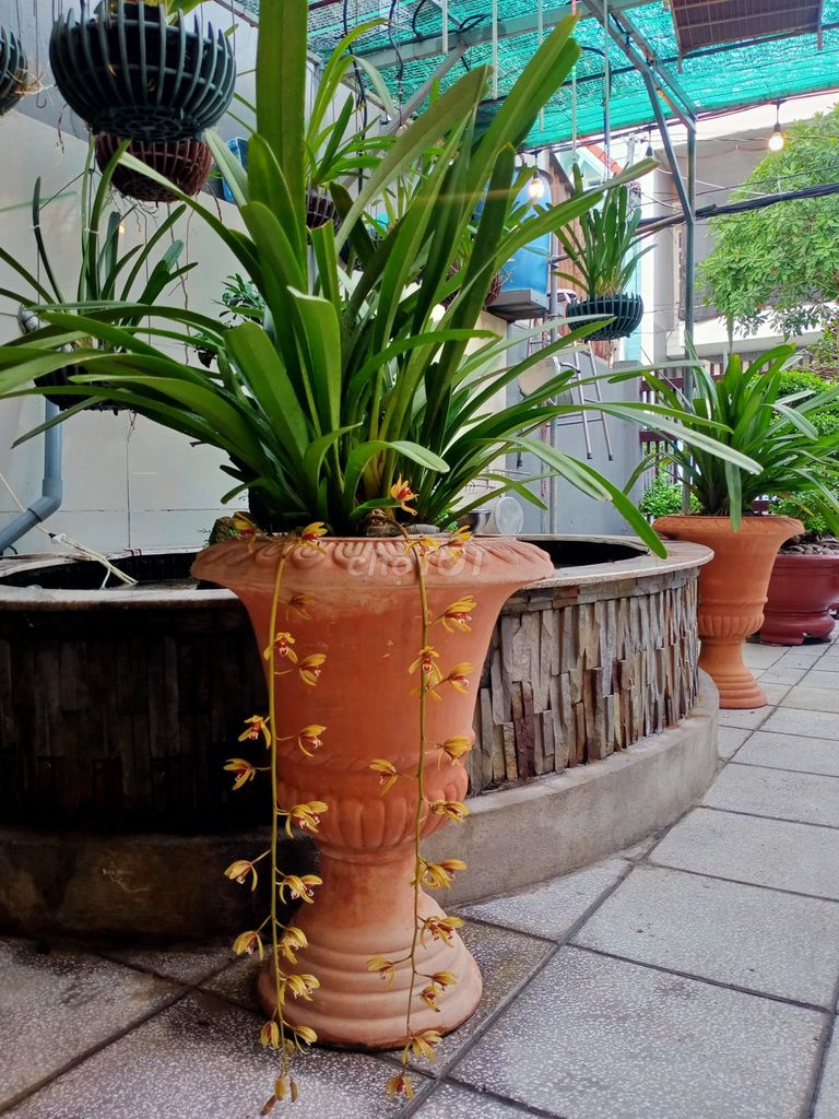 Lan kiếm chậu Đất nung. Mua bán Cây cảnh, đồ trang trí tại Huyện Nhà Bè Tp Hồ Chí Minh được đăng bởi Linh hình 1
