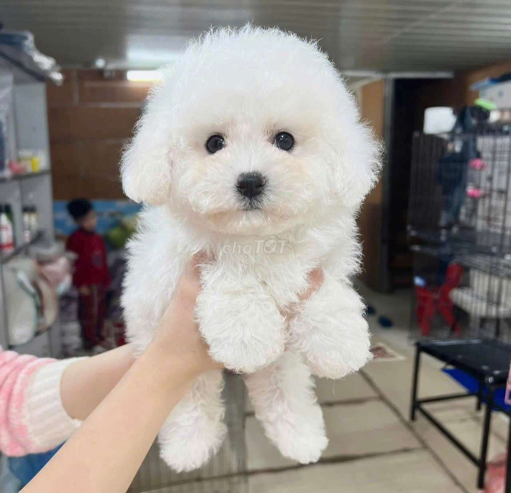 Chó Poodle tiny đực 2 tháng đã tiêm. Mua bán Chó tại Quận 6 Tp Hồ Chí Minh được đăng bởi Linh Phạm hình 1