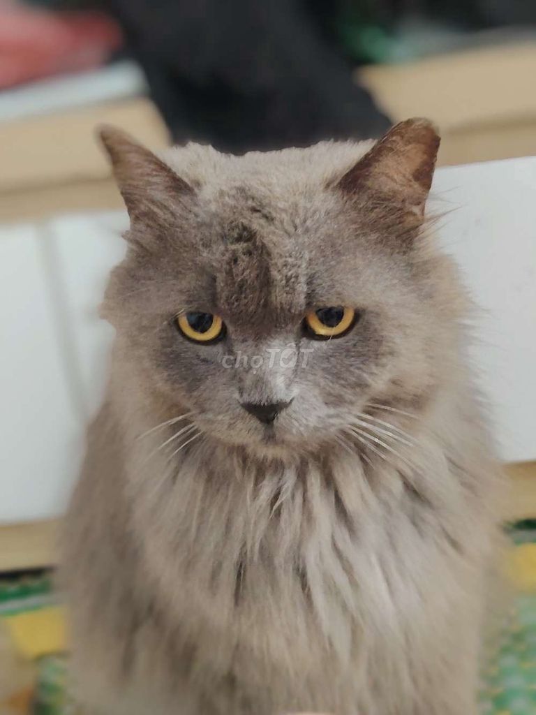 Mèo béo Xám 5kg đã tiêm phòng. Mua bán Mèo tại Quận Nam Từ Liêm Hà Nội được đăng bởi bén chanel hình 1