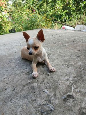 Bé gái chihuahua vàng kem. Mua bán Chó tại Huyện Bình Chánh Tp Hồ Chí Minh được đăng bởi Hiền