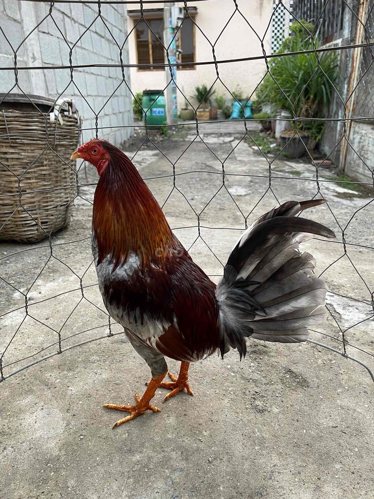 xám 1kg5. Mua bán Gà tại Huyện Hóc Môn Tp Hồ Chí Minh được đăng bởi GeamFam hình 1