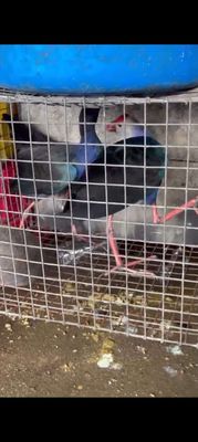 1 con 300k. Mua bán Chim tại Huyện Củ Chi Tp Hồ Chí Minh được đăng bởi phát