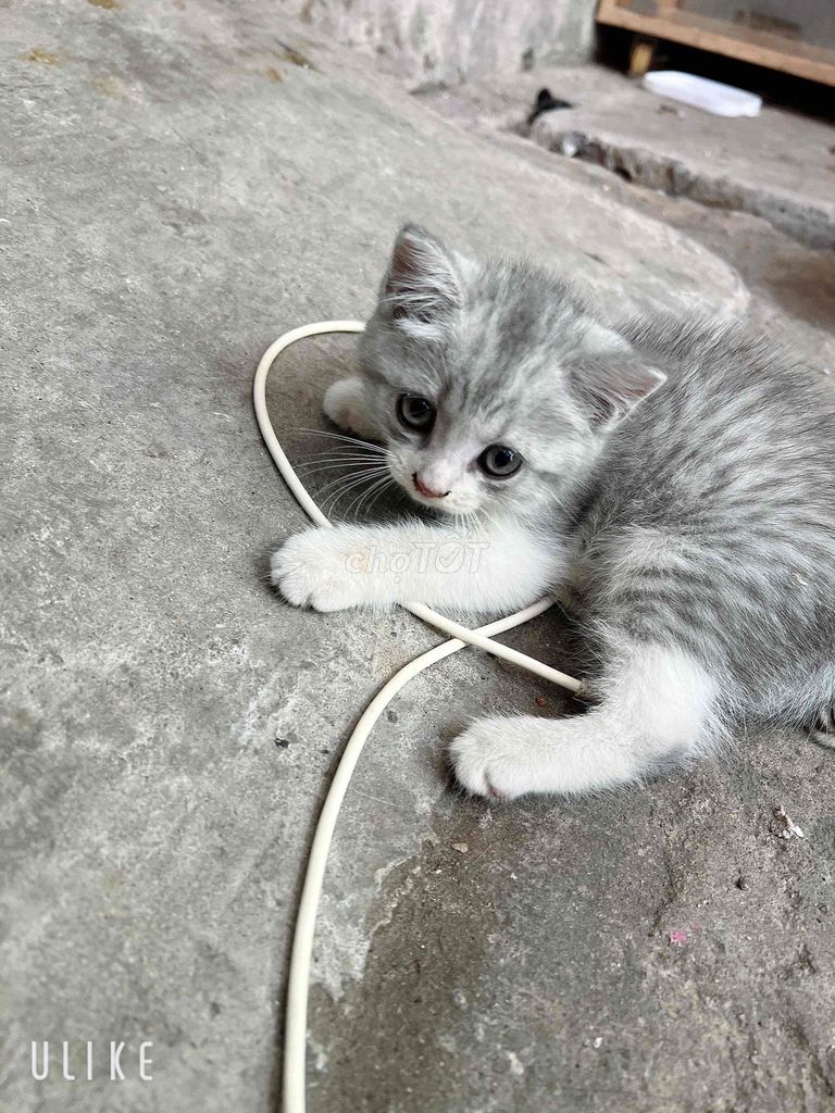 Mèo ALN Xám trắng Cả hai. Mua bán Mèo tại Thành phố Thuận An Bình Dương được đăng bởi Nguyễn Diệu hình 1