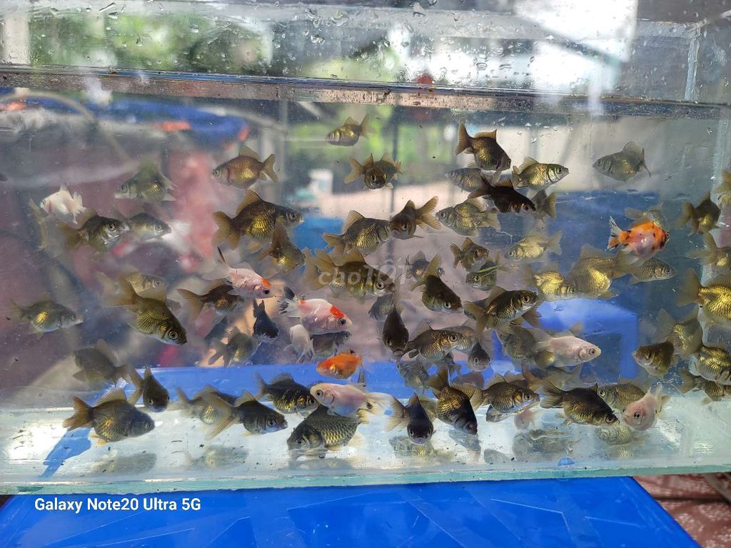 Oranda bột 3k con