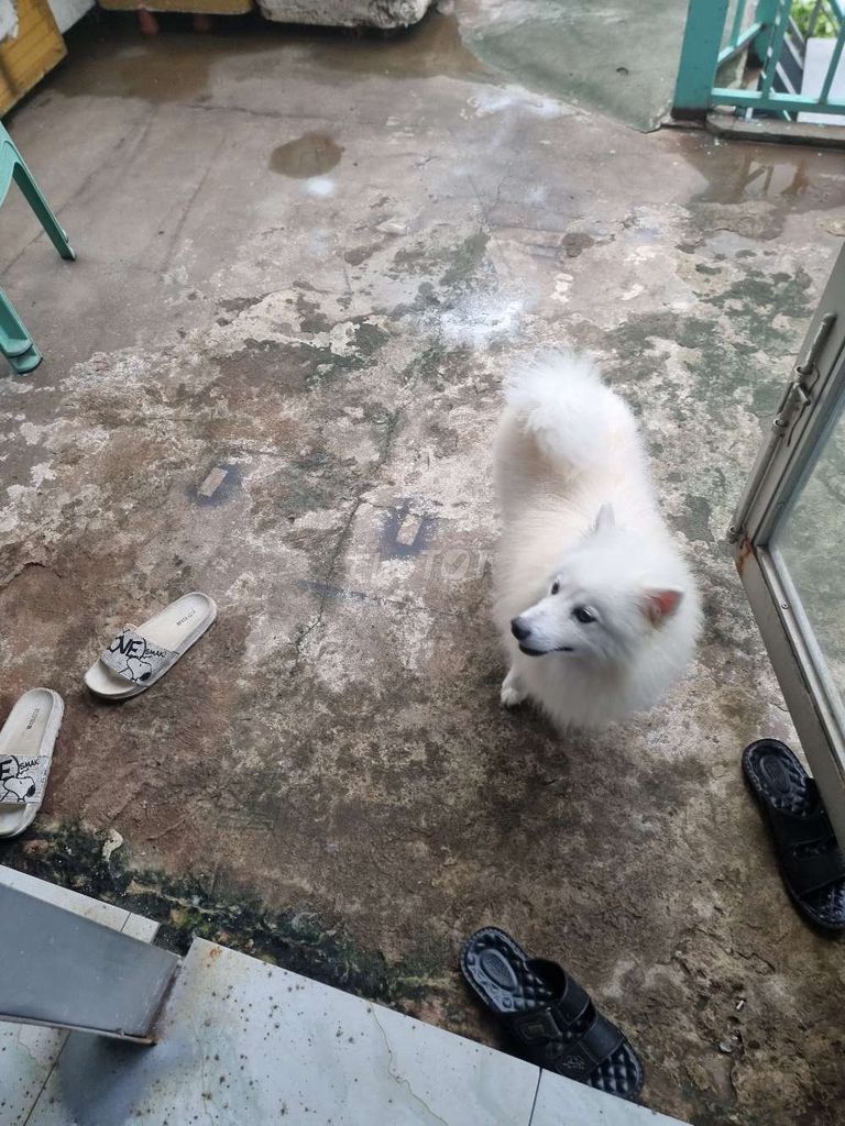 Chó Samoyed mini ( Japanese Spizt )