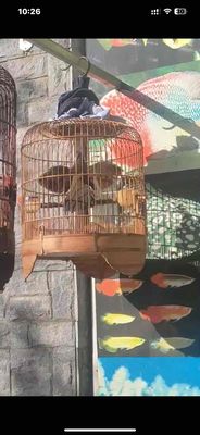 khướu múa. Mua bán Chim tại Thành phố Biên Hòa Đồng Nai được đăng bởi Lệ Phi Vũ