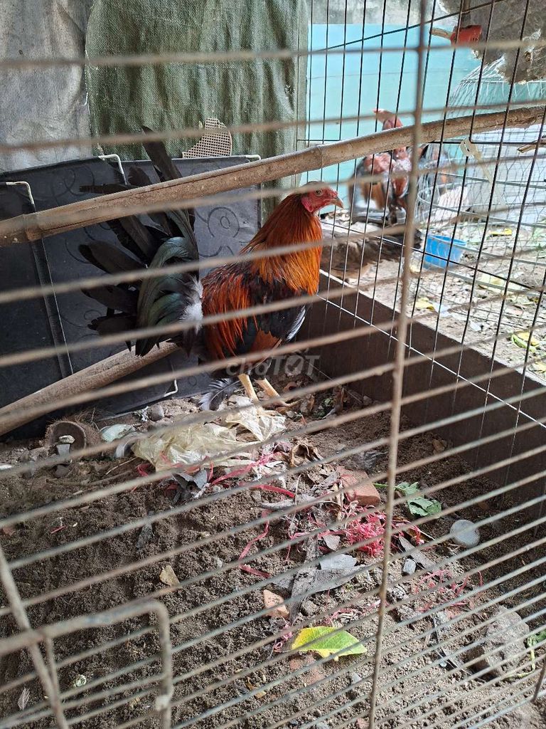 Gà ta Nâu đen đỏ Khỏe mạnh zin. Mua bán Gà tại Quận Bình Tân Tp Hồ Chí Minh được đăng bởi Tên chưa cung cấp hình 1
