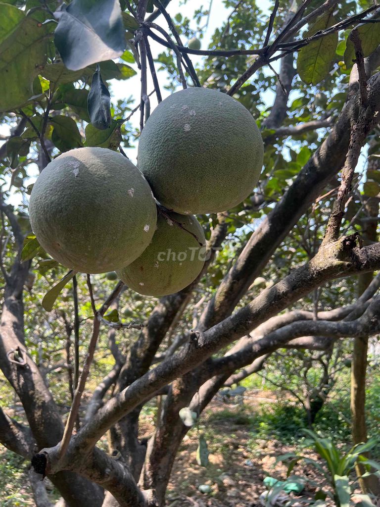 Bưởi ăn, cúng. Mua bán Đồ ăn, thực phẩm và các loại khác tại Huyện Vĩnh Cửu Đồng Nai được đăng bởi trai vinh cuu hình 1