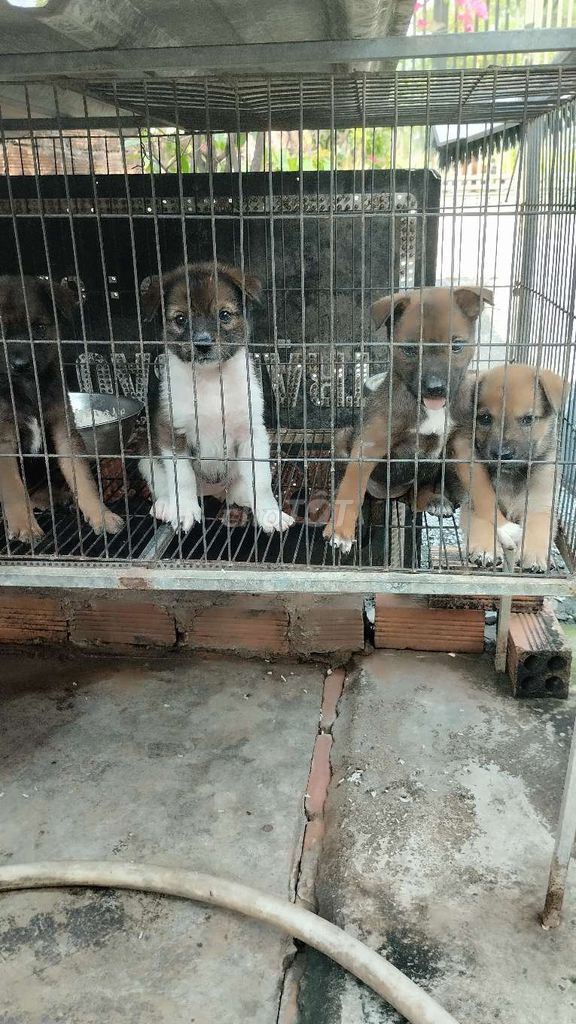 Chó cỏ hơn 1 tháng tuổi. Mua bán Chó tại Huyện Vĩnh Cửu Đồng Nai được đăng bởi Long Nguyễn hình 1
