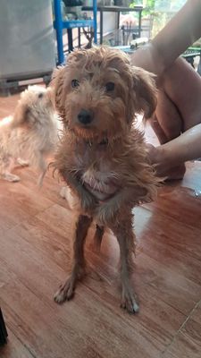 Chó poodle lai màu nâu