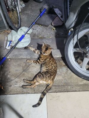 Thamh lý. Mua bán Mèo tại Quận Bình Thạnh Tp Hồ Chí Minh được đăng bởi tuan