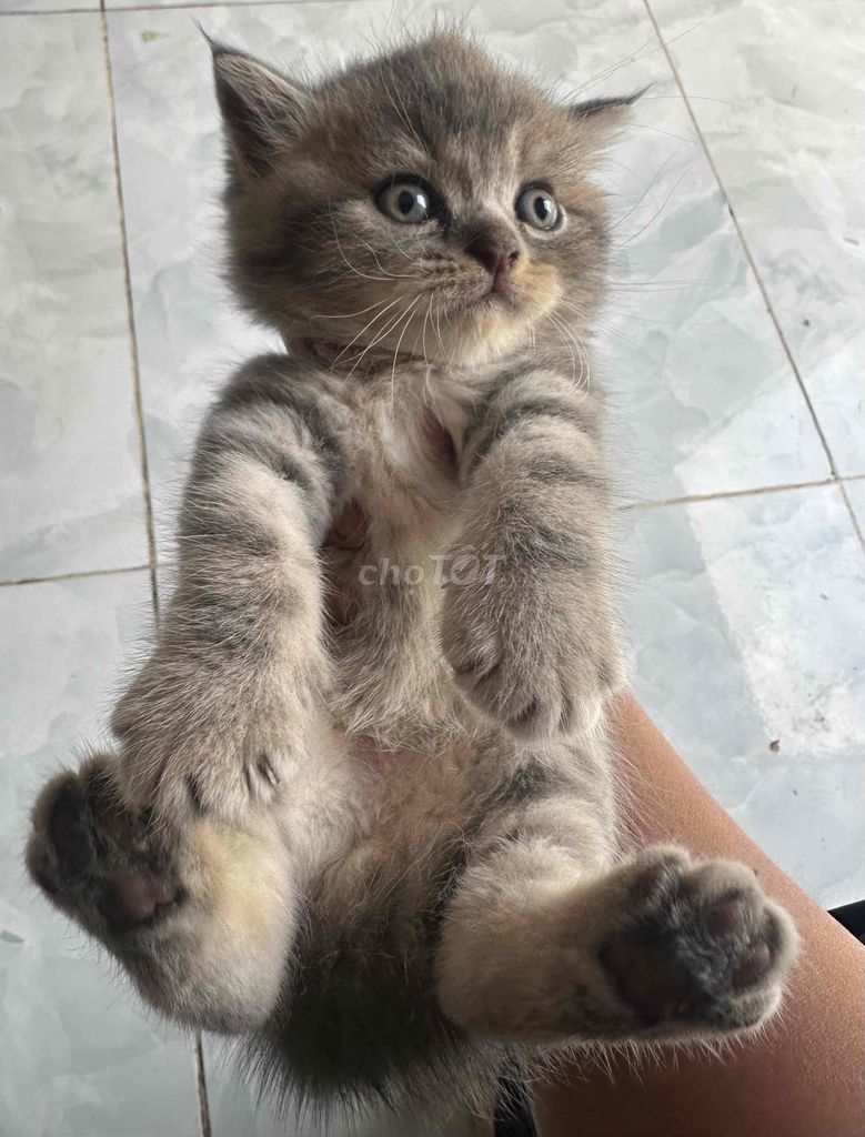 Mèo Anh lông ngắn xám vằn trắng dưới 3 tháng. Mua bán Mèo tại Quận Bình Tân Tp Hồ Chí Minh được đăng bởi Hồng Sơn hình 1