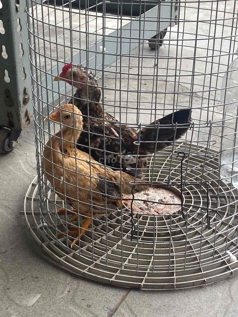 Gà tre Cả cặp Nâu, Đen. Mua bán Gà tại Quận Bình Thuỷ Cần Thơ được đăng bởi CầuvanTQD hình 1