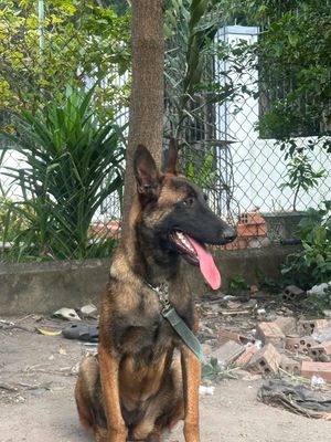 Chó Becgie Bỉ cái