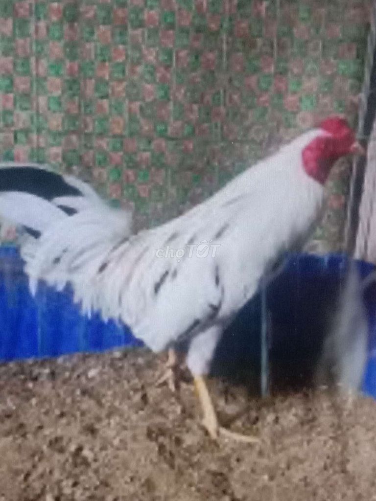 Gà nòi lông nọc cảng mái lớn ký 18 con. Mua bán Gà tại Huyện Bình Chánh Tp Hồ Chí Minh được đăng bởi Hùng  hình 1