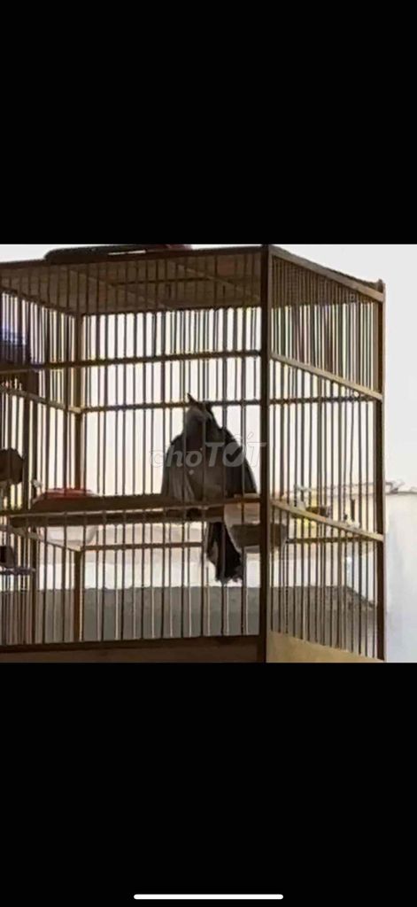 Chim bổi đang cám. Mua bán Chim tại Quận Bình Thạnh Tp Hồ Chí Minh được đăng bởi LQ hình 1