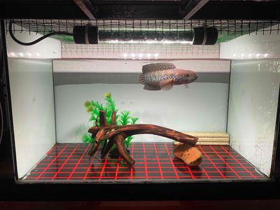 Cá Lóc trân châu 21-23 cm