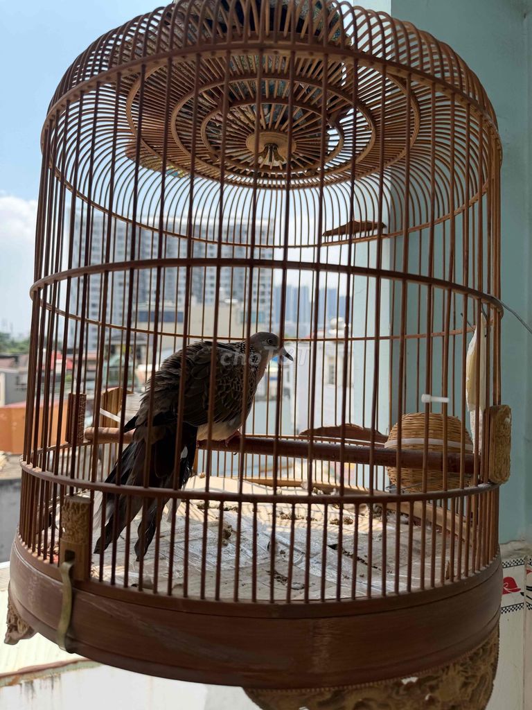 Chim cu gáy mái bán hay gl khuyên. Mua bán Chim tại Quận 4 Tp Hồ Chí Minh được đăng bởi A Tuan hình 1